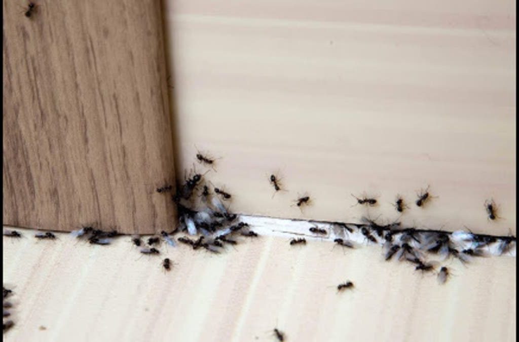 شركة مكافحة النمل الأسود بالرياض